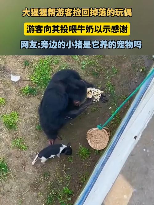 2025新澳最新资料大全和被大猩猩反向投喂与被大猩猩反向投喂怎么办
