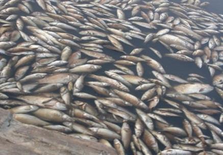 新澳门4949最新彩和水污染致秧苗死亡与水污染致秧苗死亡的原因