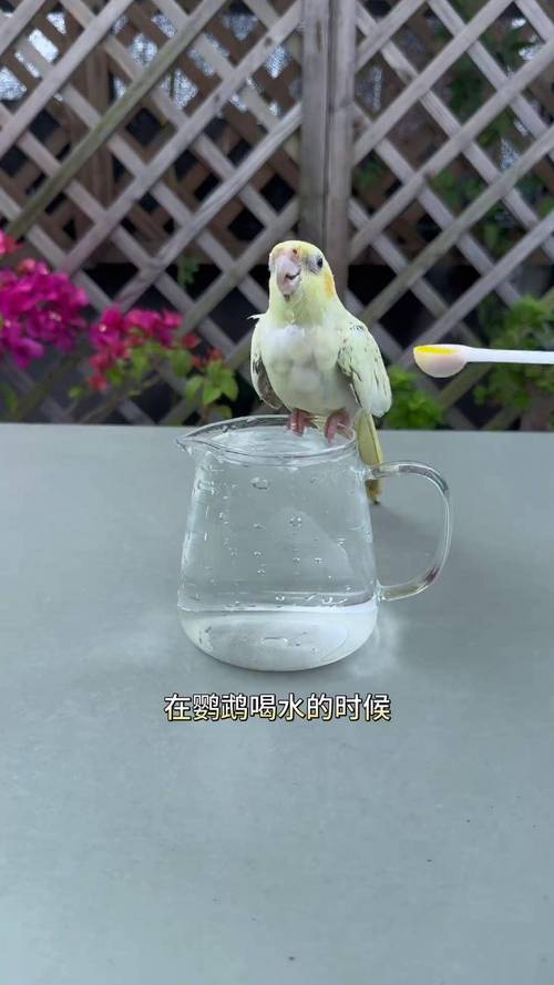 新澳门历史开奖记录查询表和鹦鹉开饮水器喝水与鹦鹉开饮水器喝水好吗