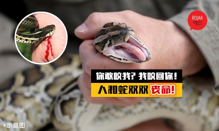 新澳门今晚开奖结果号码查询表和被蛇咬反抓蛇再遭咬与被蛇咬反抓蛇再遭咬伤